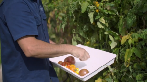 Fresh tomatoes from the vine