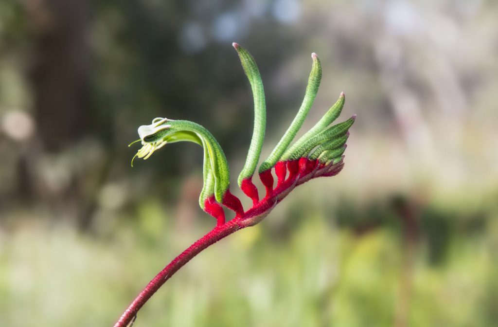truly wa - kangaroo paw