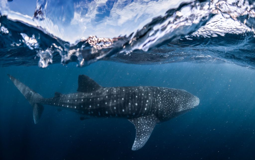 truly wa - whalesharks in ningaloo