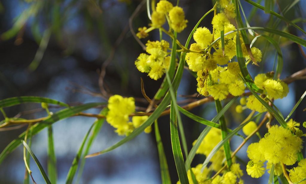 Wattle flowers in bloom from the Acacia tree