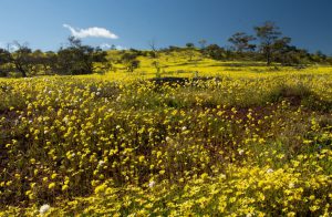 Wildflowers in Coalseam Wheatbelt WA